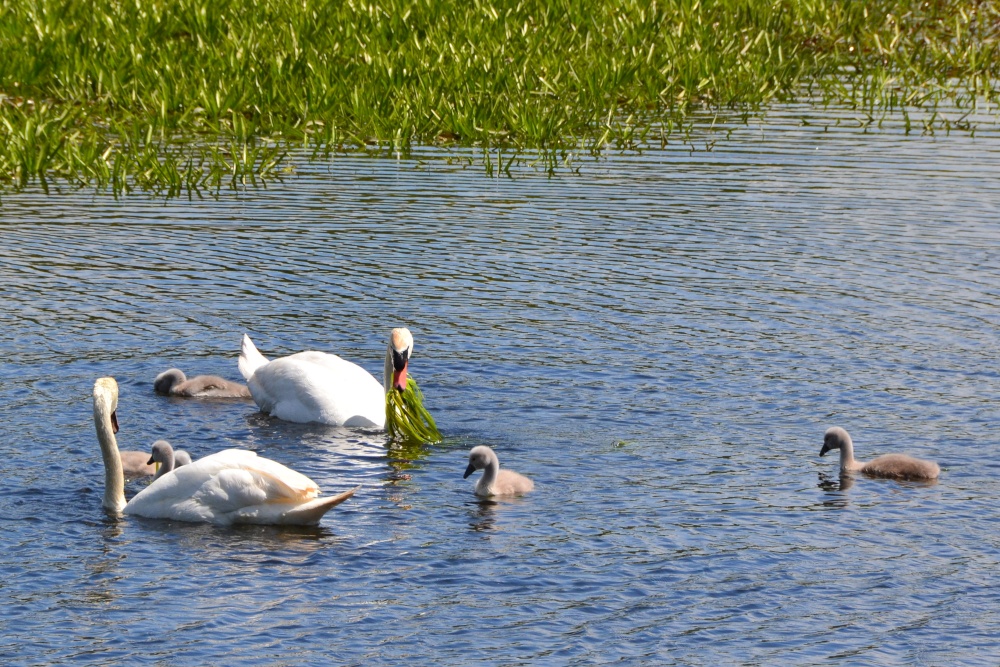 Swans