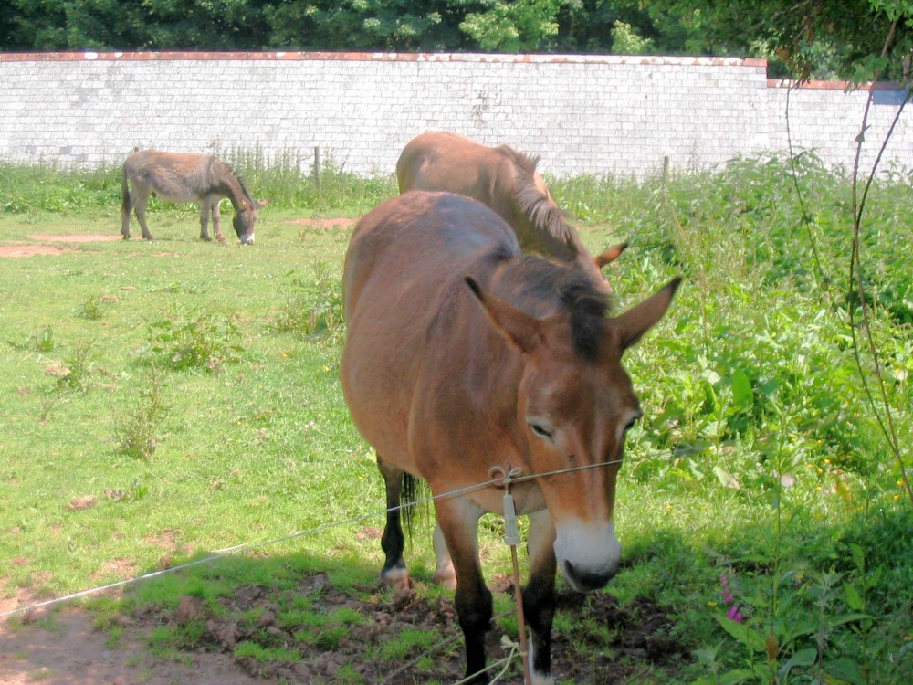 Donkeys of Clovelly - June 2003