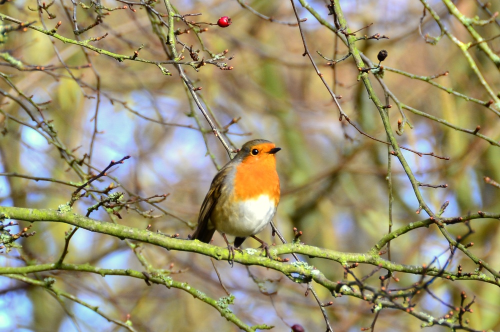 Winter Robin photo by Martin Humphreys
