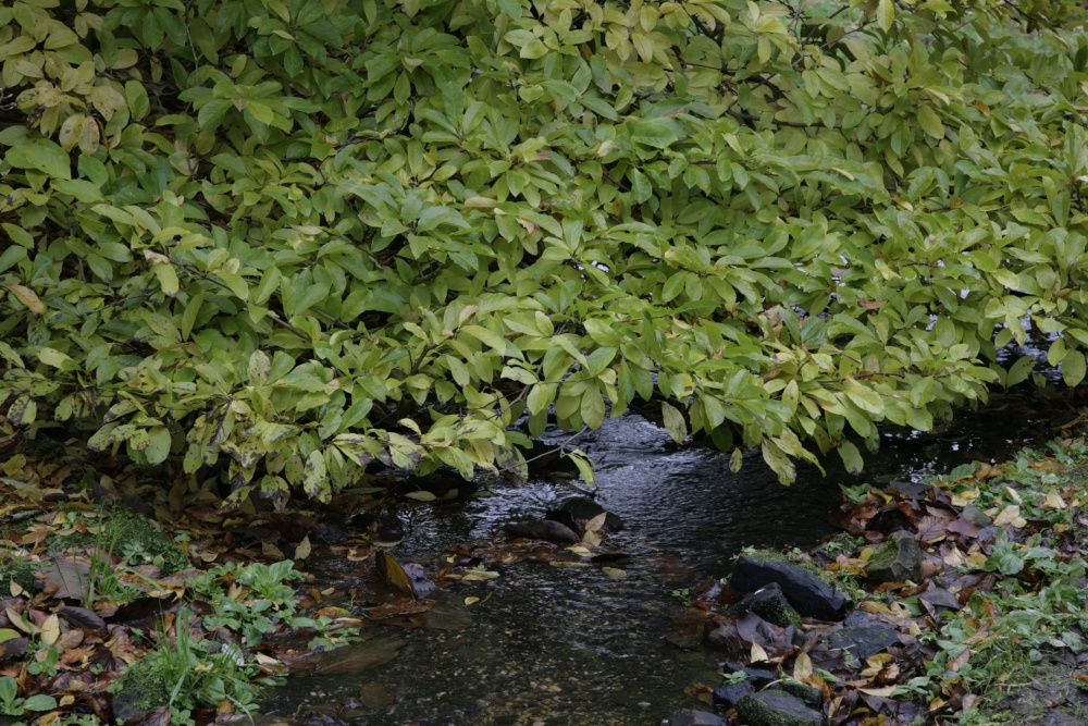Little Stream