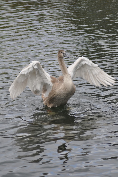 Signet Mute Swan