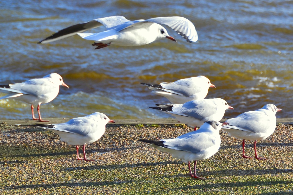 Gulls