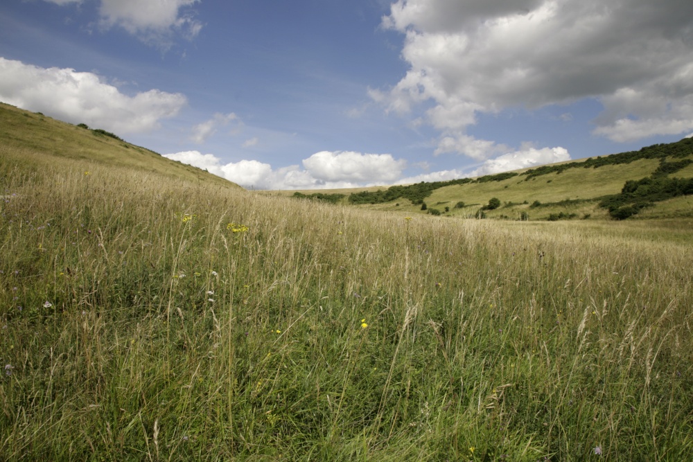 The South Downs