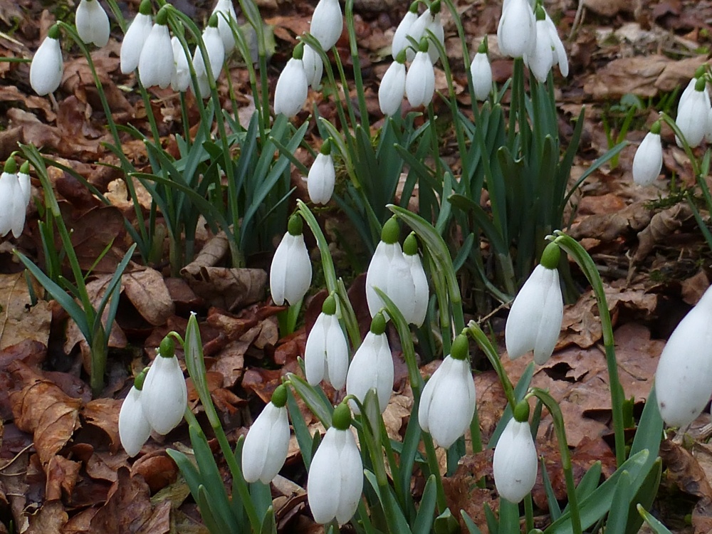 The Drops of Snow On Ranmore Common