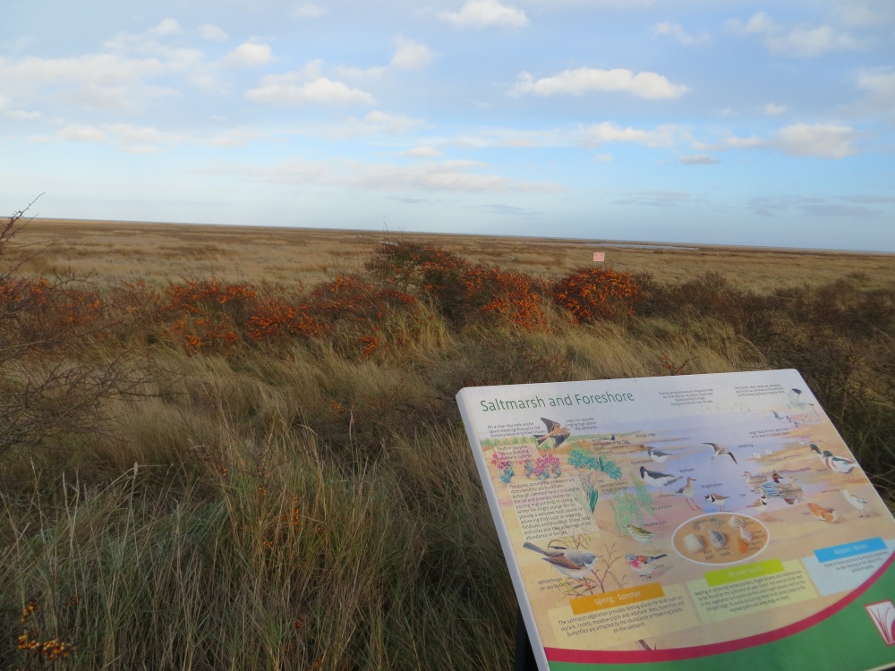 Theddlethorpe Dunes Nature Reserve