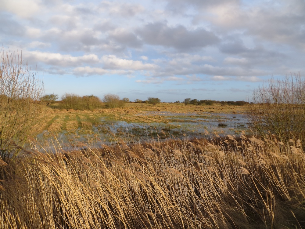 Theddlethorpe Dunes Nature Reserve