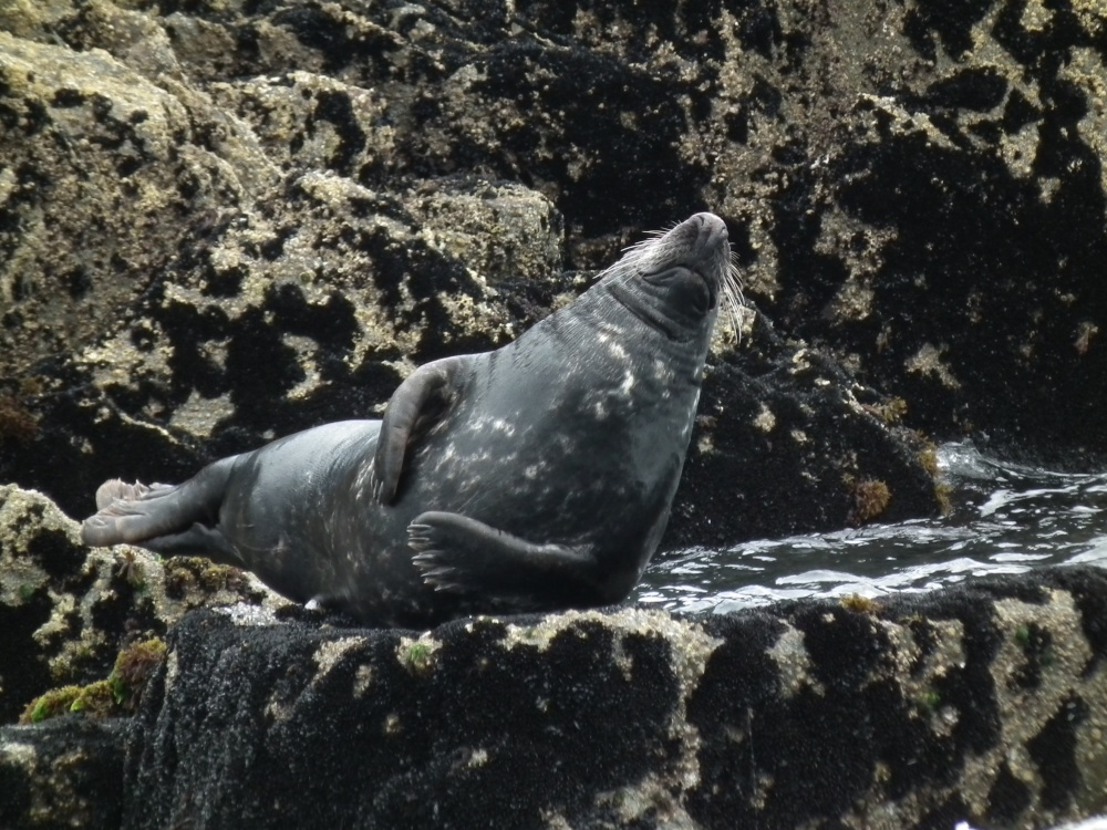 Seal off Slapton Sands