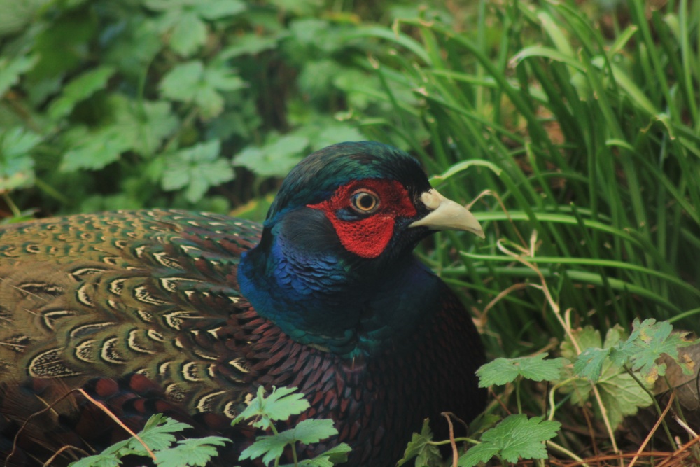 barnsley pheasant