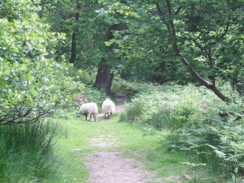 Photograph of Beck Hole - Sheep on Path to Thomason Foss