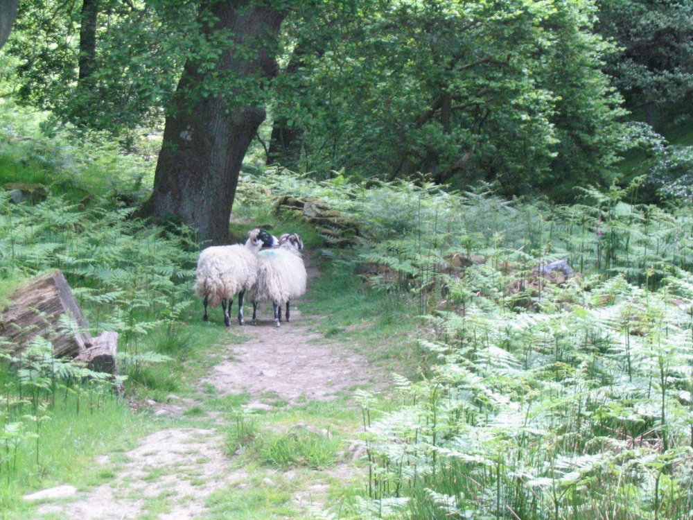 Photograph of Beck Hole - Sheep on Path to Thomason Foss (2)