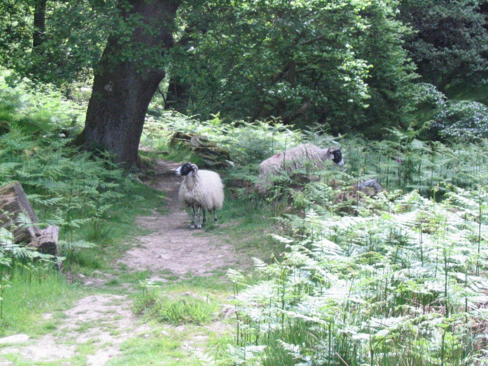 Photograph of Beck Hole - Sheep on Path to Thomason Foss (3)