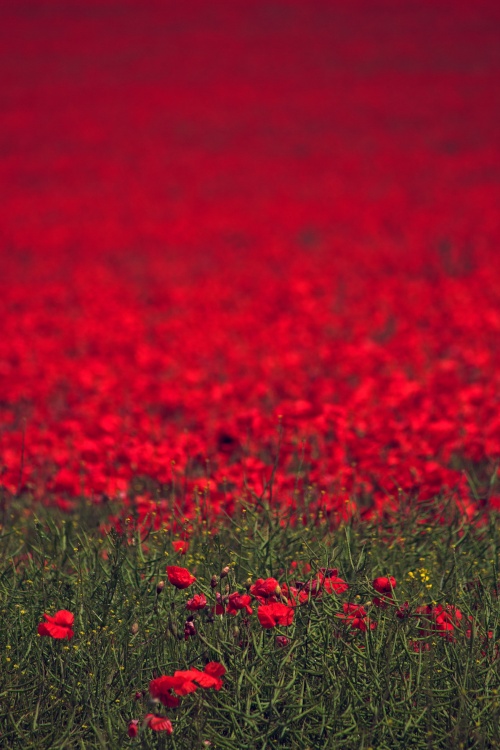 Poppies at South Downs