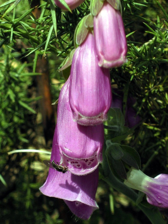Hover fly on Foxflove, Dartmoor.