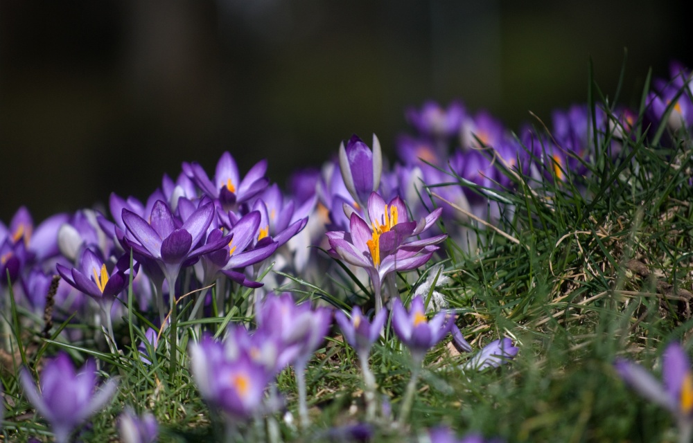 Early crocusus at Roker Park