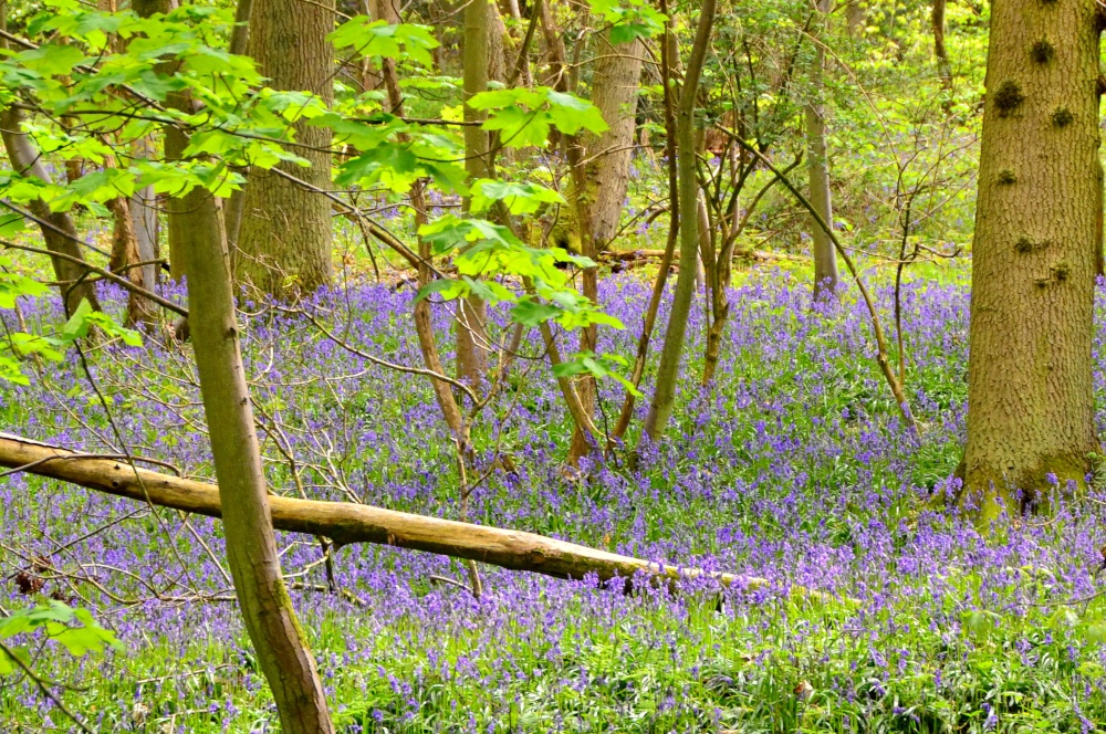 Bluebells