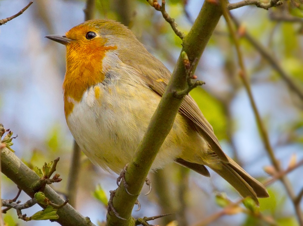 Photograph of WWT Martinmere, Southport