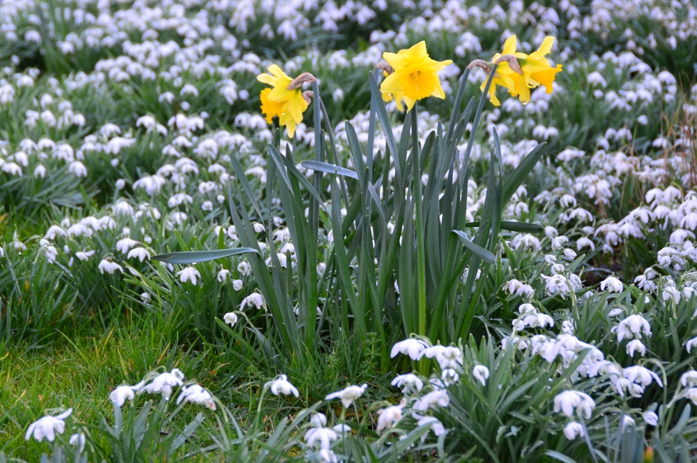 "First daffodils of the year" by Martin Humphreys at