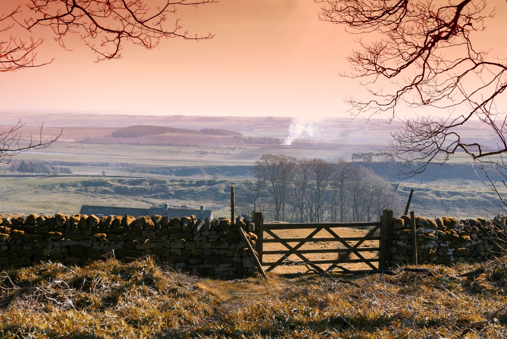 Looking South from Housesteads Crags woodland.