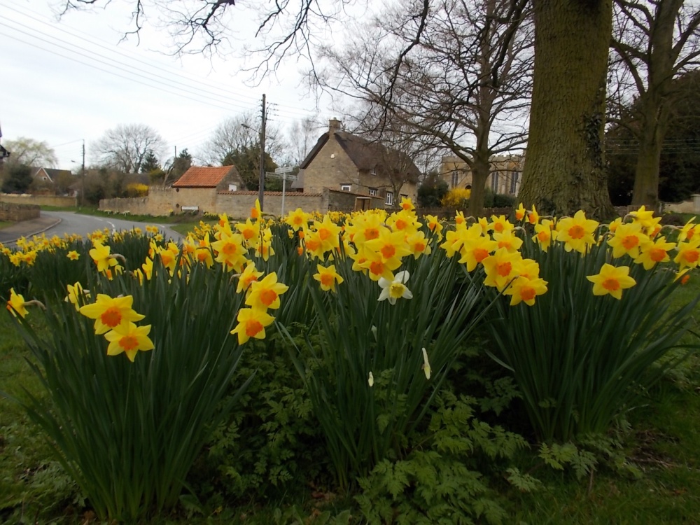 Photograph of Orlingbury, Daffodils