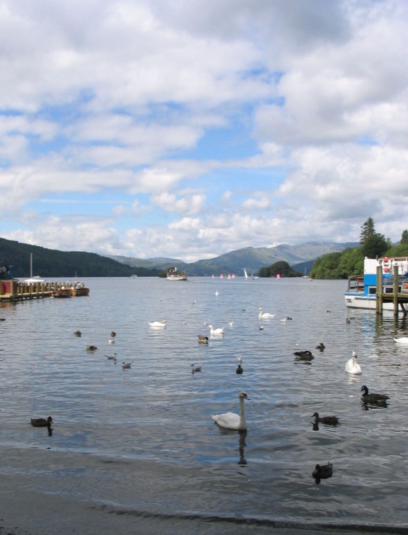 Swans and Ducks on Lake Windermere - August 2007