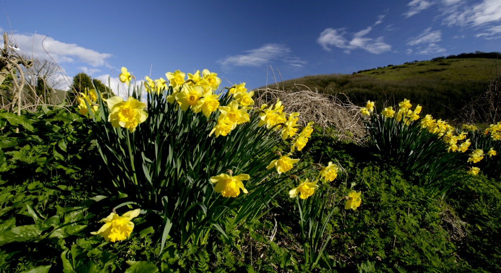 Photograph of Village Daffodils