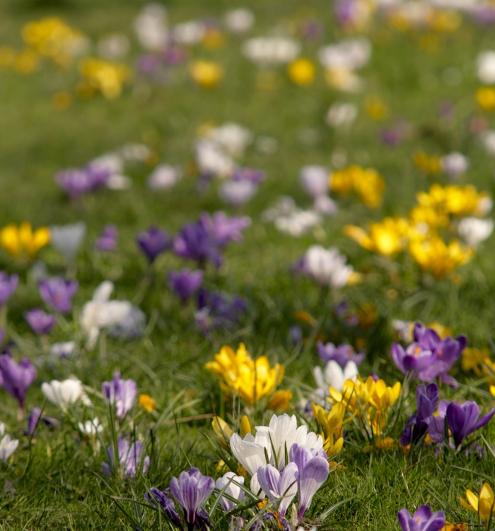 Crocus's