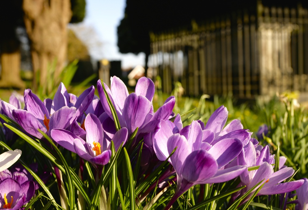 Photograph of Spring Purples