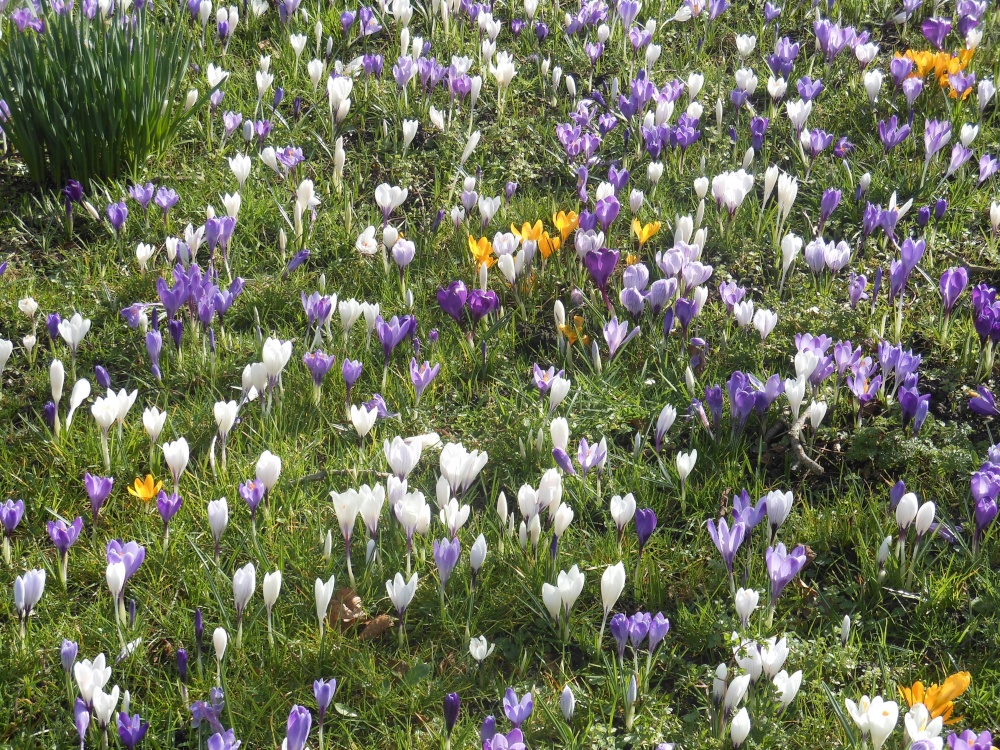 Croci, Bilton Green