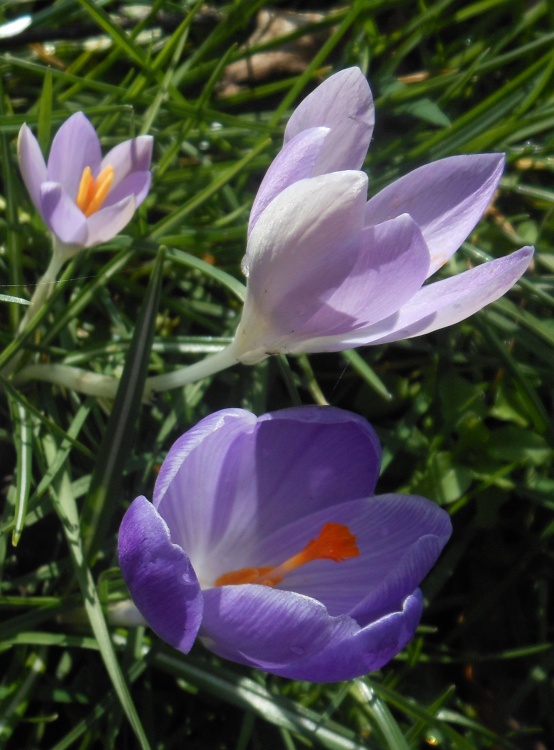 Croci, Bilton Green