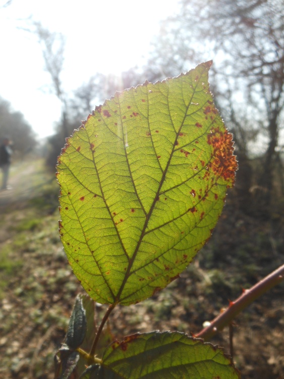 On the Old Railway Line, Cawston