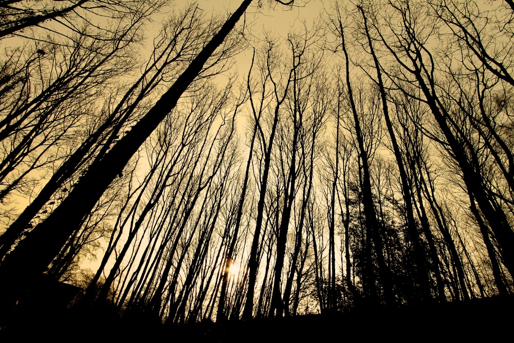 in the woods at swindon