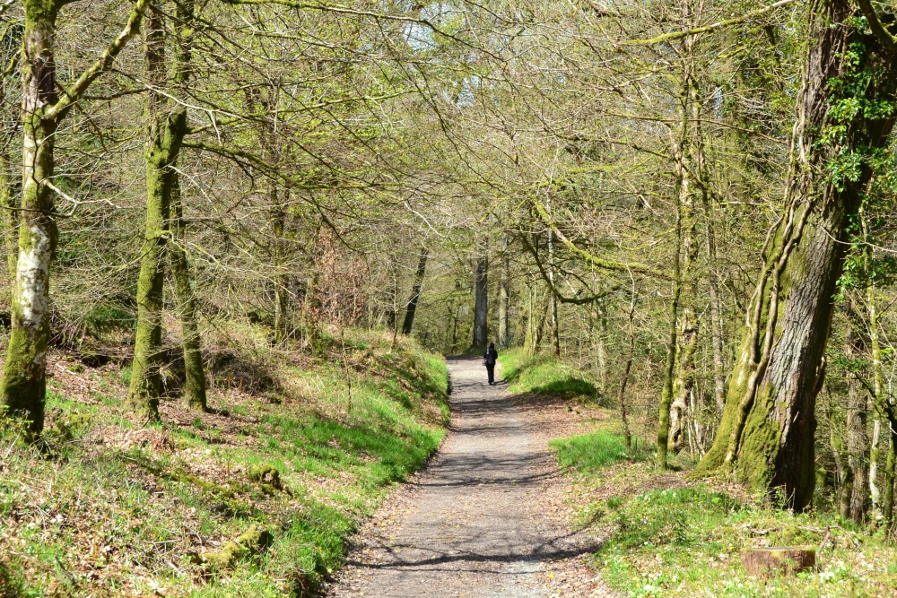 Woodland walk