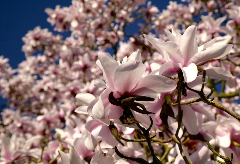 Magnolia Tree