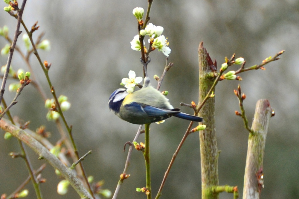 Blue Tit