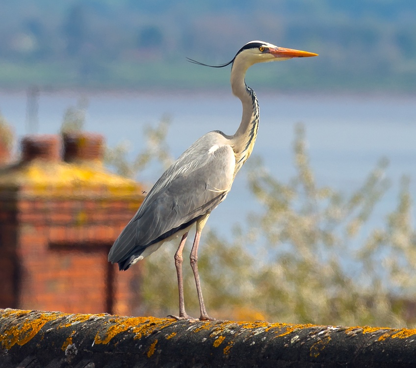 Rooftop Heron, Chepstow.