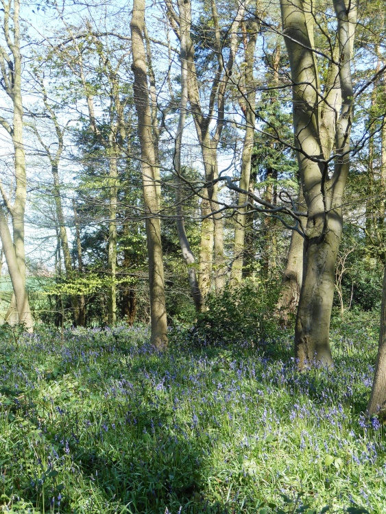 Bluebells, Cawston Woods