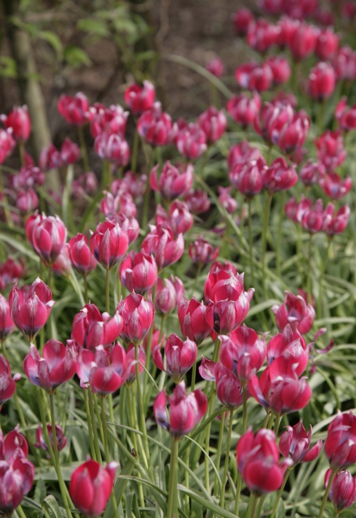 NT Tulips