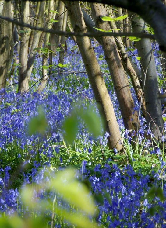 If you go down to the woods today!