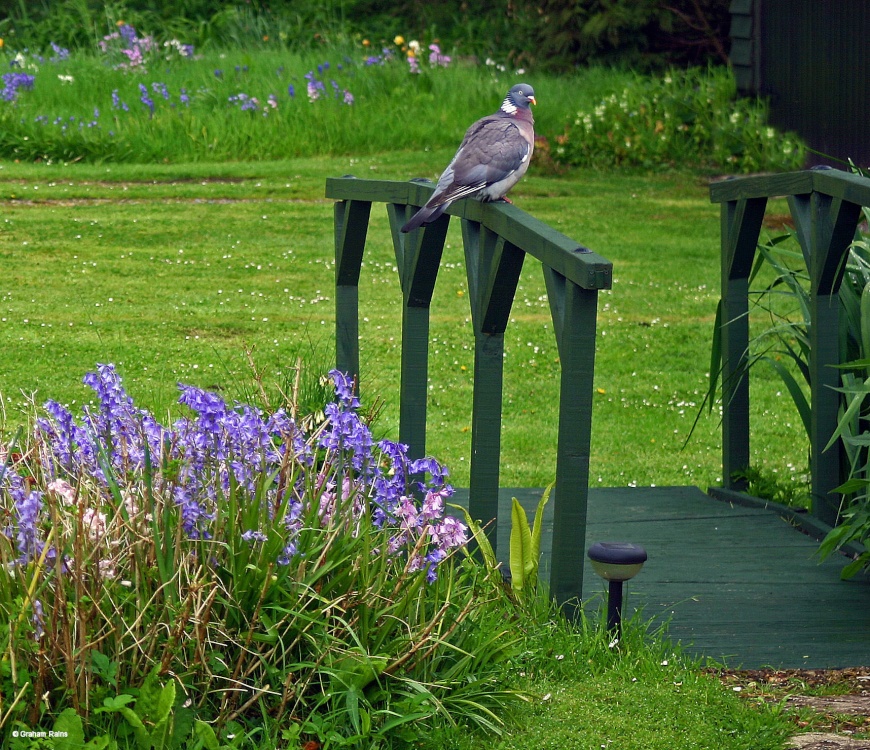 Stour Valley Spring, Shillingstone.
