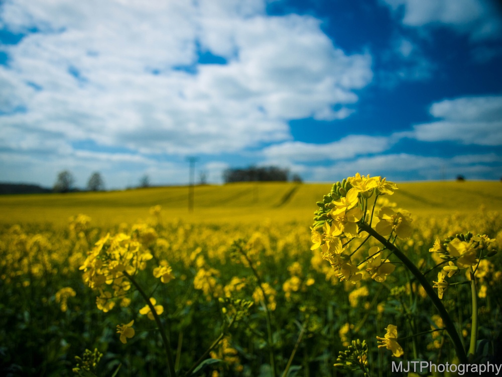 Oil Seed Rape