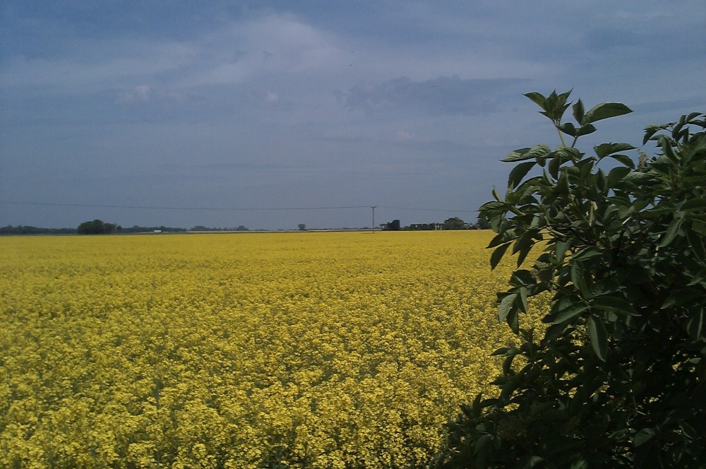 Yellow Oundle