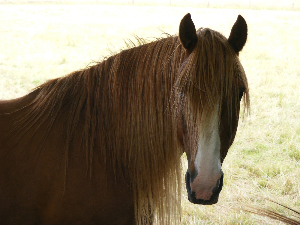 A horse near Jack's stables