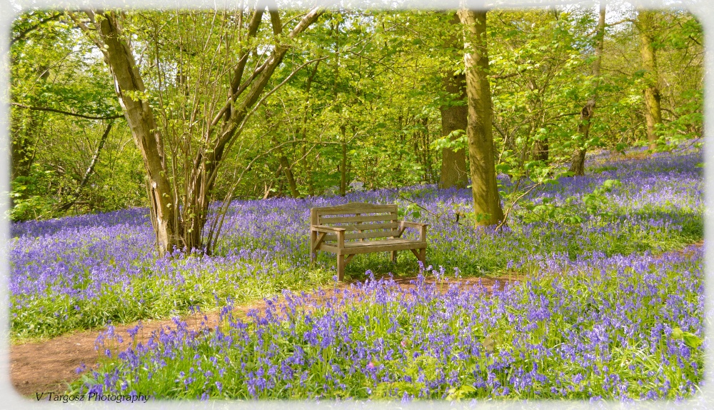 Bluebell Wood