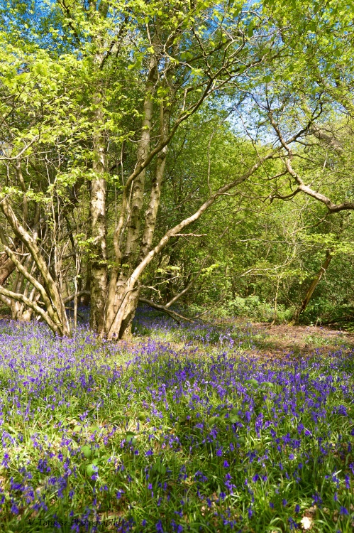 Bluebell Wood