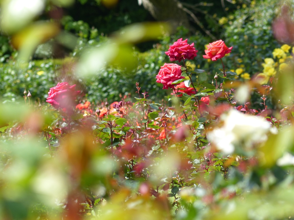 The Rose Garden, Greenwich Park