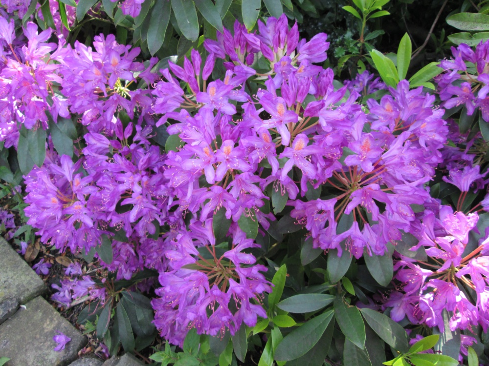 Rhododendron Ponticum