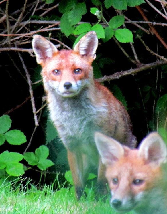 fox cubs in the garden