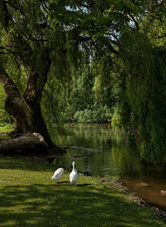 Thwaite Hall Gardens, Cottingham
