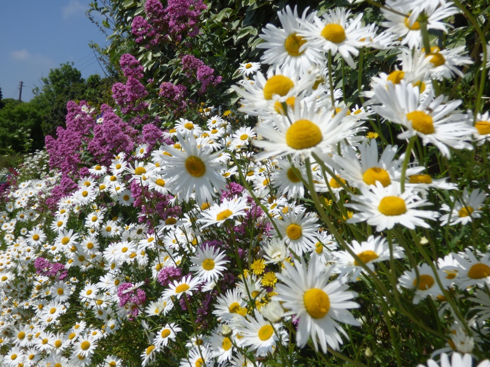Photograph of A wonderful hedge of flowers, Wadebridge. Cornwall