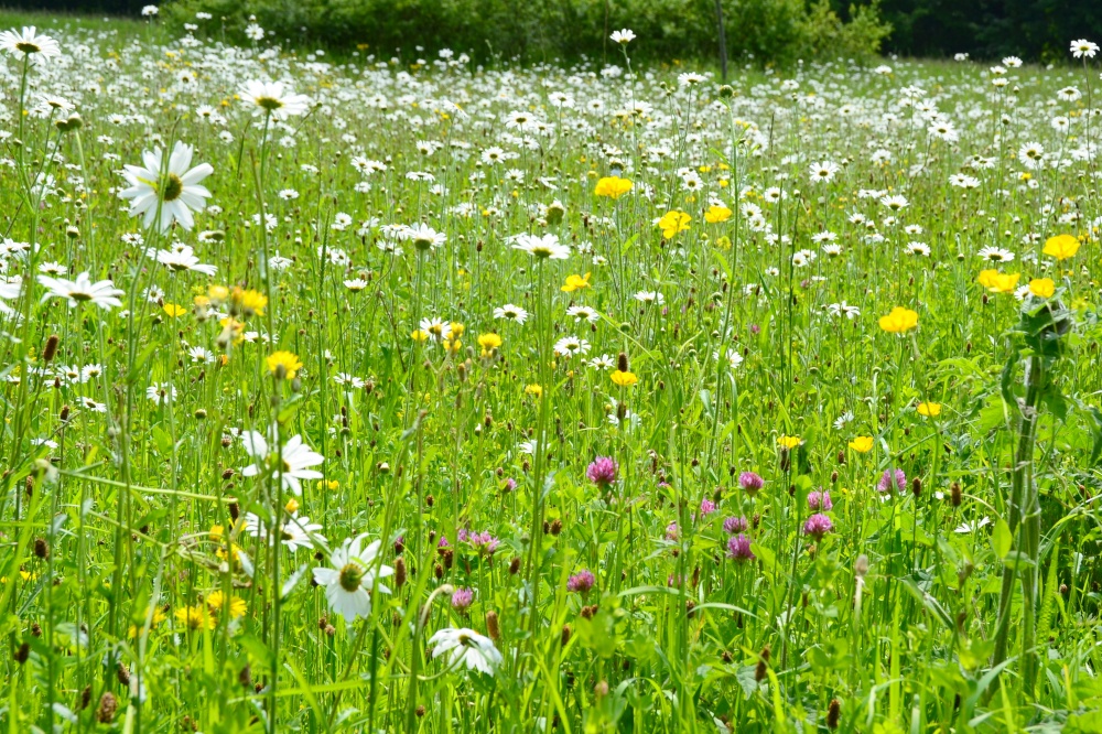 Photograph of Wild meadow
